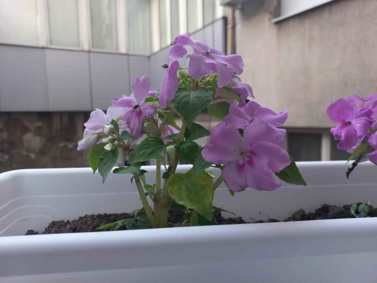 Apartman Central Place Belgrad Exteriör bild